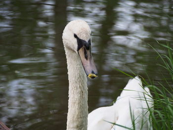 Close-up of mute swan against lake