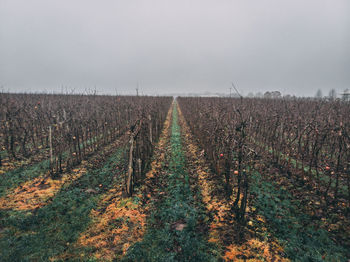 Scenic view of applefarm against sky