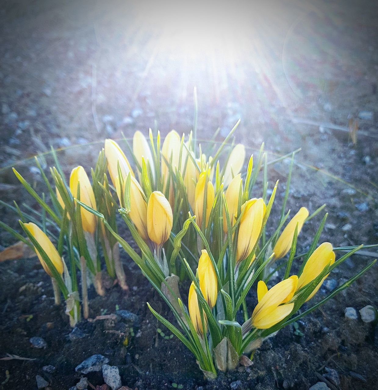 flower, flowering plant, plant, freshness, vulnerability, fragility, beauty in nature, growth, nature, close-up, petal, flower head, inflorescence, yellow, day, no people, sunlight, land, field, botany, springtime, outdoors, crocus, iris, soft focus, spring