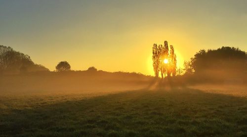 Trees on field against sky during sunset