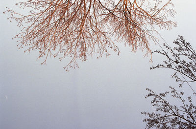 Bare tree against clear sky