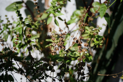 Close-up of flowering plant against tree
