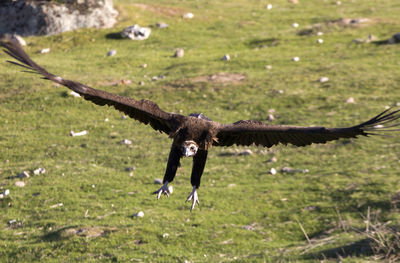 Full length of a bird flying