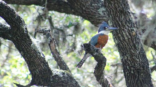 Close-up of bird perching on tree