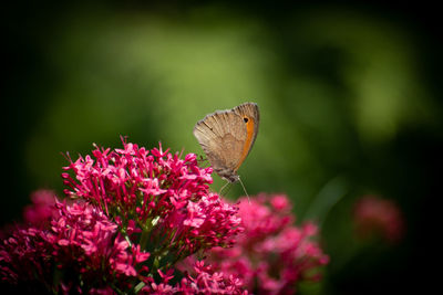 Close-up of butterfly pollinating on pink flower