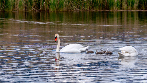 Swans swimming in lake