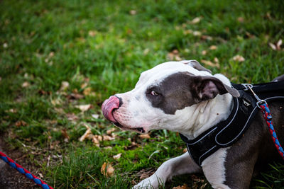 Dog looking away on field