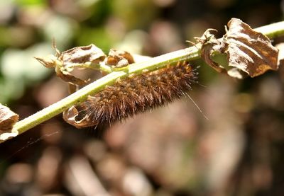 Close-up of plant