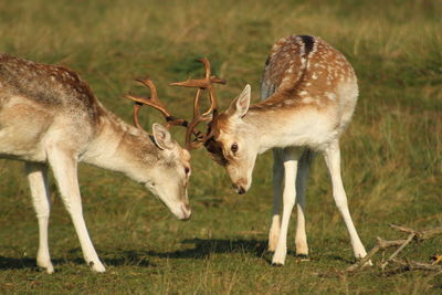 Fight of little deers