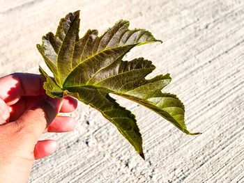 Close-up of hand holding leaves