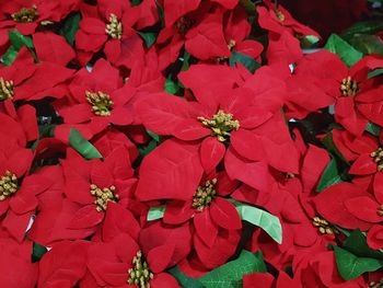 Full frame shot of red plant