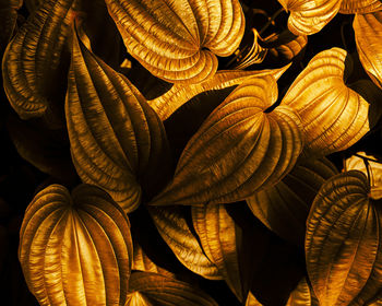 Gold color toned of leaves background