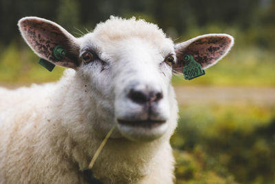 Portrait of sheep on field