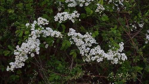 White flowers blooming in spring