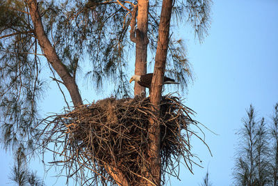 Low angle view of bare tree against clear sky