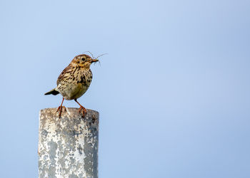 Low angle view of bird perching on wooden post against clear sky