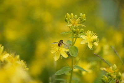 Close-up of bee pollinating flower