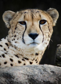 animal