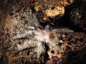 Close-up of crab