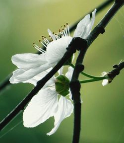 Close-up of white flowers