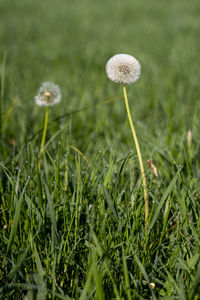 Close-up of white flowering plants on field