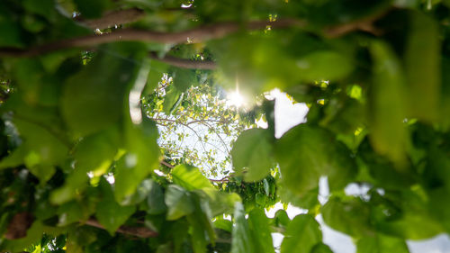Low angle view of leaves on tree