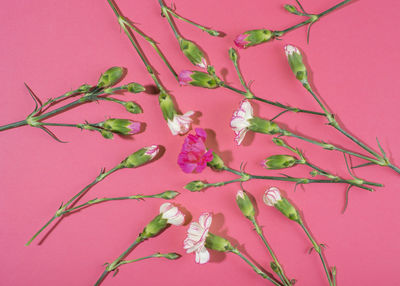 Close-up of plant against pink background