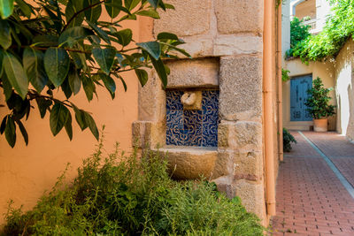 Potted plant by tree against building