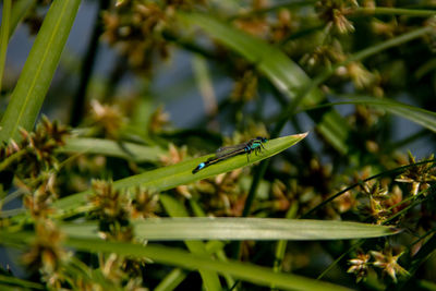 Close-up of a grasshopper