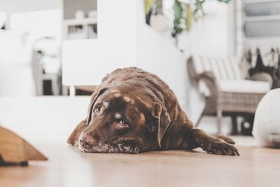 Close-up portrait of dog at home