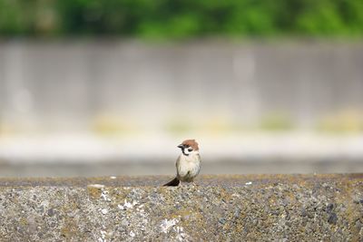 Close-up of bird perching on retaining wall