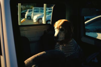 Close-up of dog sitting in car