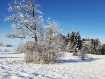 Snow covered trees on field against sky