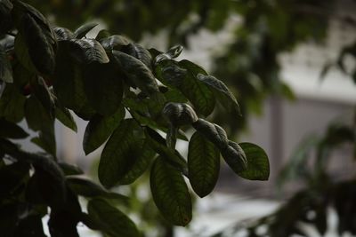 Close-up of fresh green plant