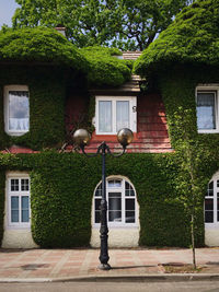 Ivy facade of charming house