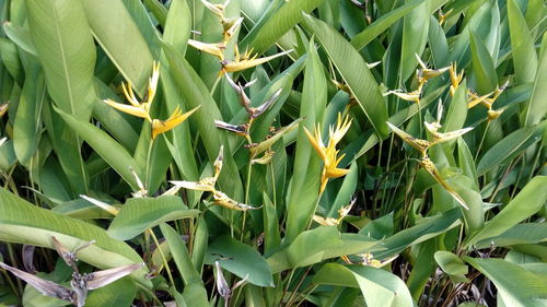 Full frame shot of plants