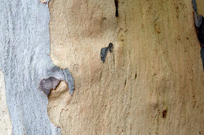 Close-up of wood