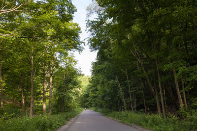 Road amidst trees in forest