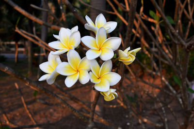 Close-up of white frangipani flowers