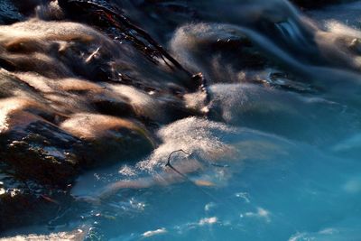 Close-up of jellyfish swimming in sea