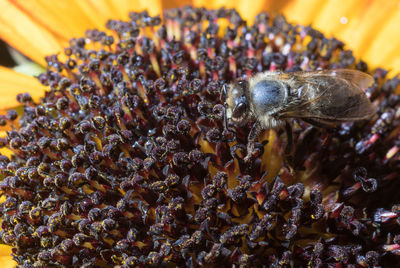 Bee in the sunflower. close-up bee on yellow flower collects nectar