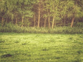 Trees on grassy field