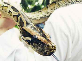 Cropped image of person with snake