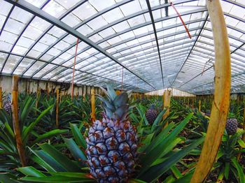 Close-up of plants in greenhouse