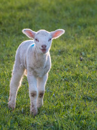 Portrait of sheep on grassy field