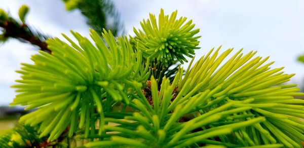 Close-up of pine tree against sky
