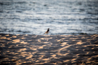 Bird on a beach