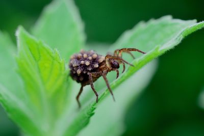 Close-up of insect on leaf