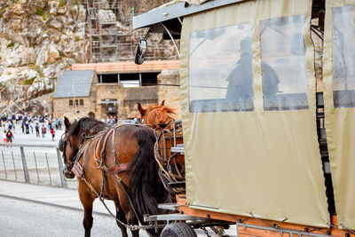 Horse carriage arriving at mont saint michel, france