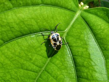 High angle view of insect on leaf